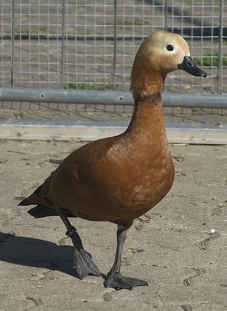 模式